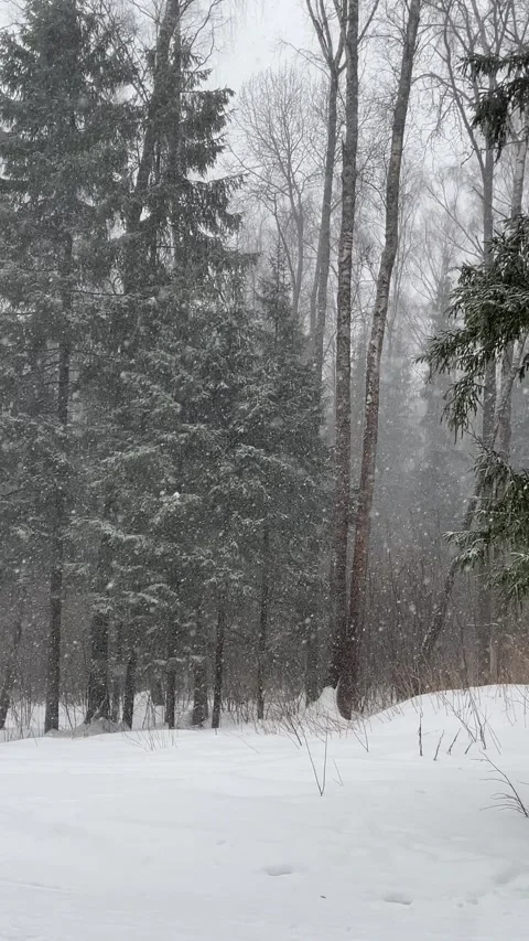 Snowfall in the forest Stock Footage 265700405
