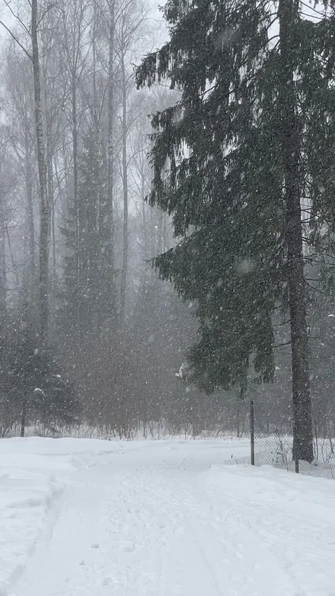 Snowfall in the forest Stock Footage 265700477