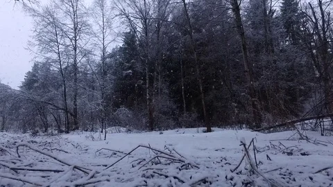 Snowfall in the forest glade 库存影片 73875145