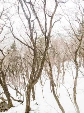 Snowfall in Forest landscape Stock Photos