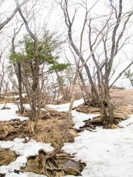 Snowfall in Forest landscape Stock Photos