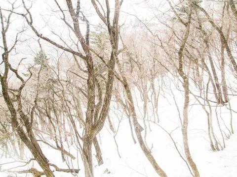 Snowfall in Forest landscape Stock Photos