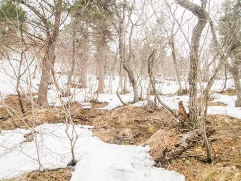 Snowfall in Forest landscape Stock Photos