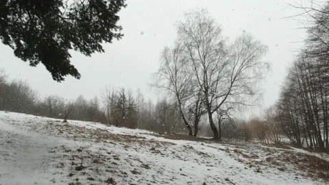 Snowfall in the forest, large flakes of snow fall to the ground Stock Footage 149678748