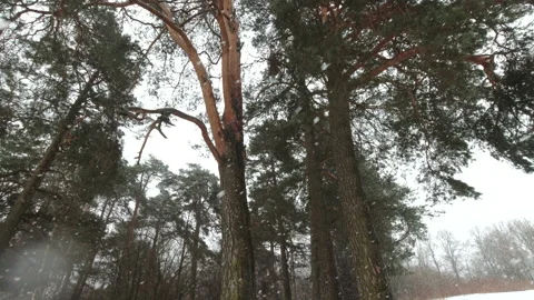 Snowfall in the forest, large flakes of snow fall to the ground Stock Footage 149680126