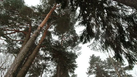 Snowfall in the forest, large flakes of snow fall to the ground Stock Footage 149682841