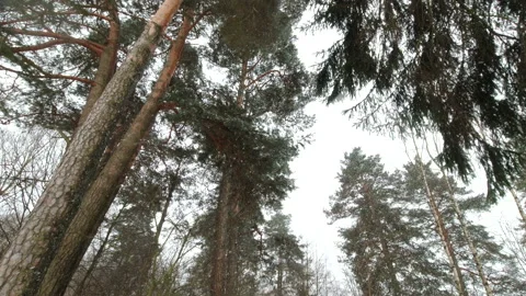 Snowfall in the forest, large flakes of snow fall to the ground Stock Footage 149683141