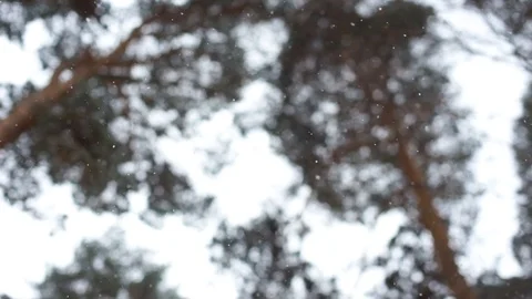 Snowfall in the forest. Look up. Stock Footage 103859434