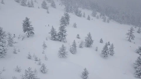 Snowfall in the forest movement forward 스톡 동영상 101247952