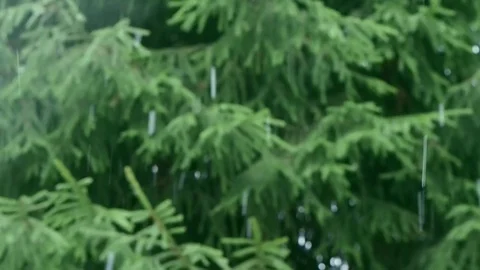 Snowfall in the forest park. Blurred Background. 库存影片 84262624