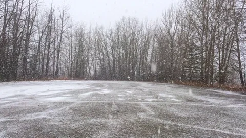 Snowfall in the forest park Vídeo Stock 74047574