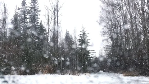 Snowfall in the forest park Vídeo Stock 74048032