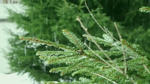 Snowfall in the forest park. Selective focus. Vidéo 84262628