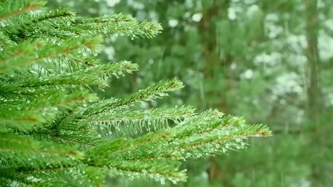 Snowfall in the forest park. Selective focus. Stock Footage 84262658