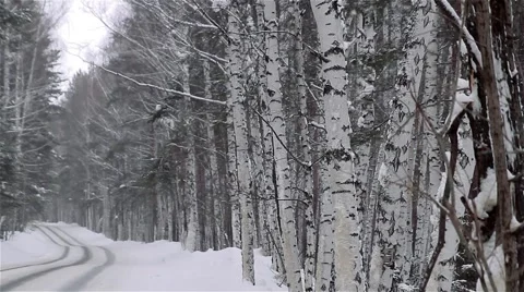 Snowfall in the forest park. Winter landscape in snow-covered park. Vidéo 60957467