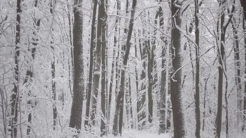 Snowfall in the forest park. Winter landscape in snow covered park. Stock Footage 83705131