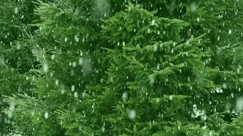 Snowfall in the forest park. Winter landscape Stock-Footage 84262631