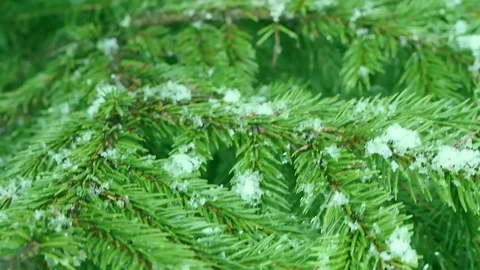 Snowfall in the forest park. Winter landscape Vidéo 84262650
