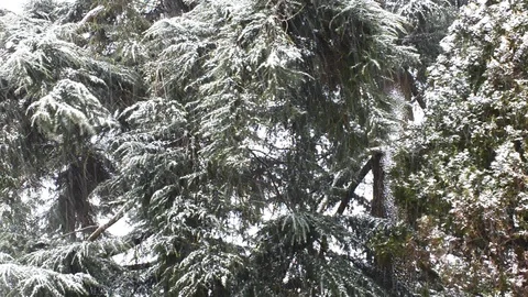Snowfall in the forest park. Winter landscape in snow-covered park. Stock Footage 86474751