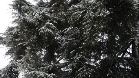 Snowfall in the forest park. Winter landscape in snow-covered park. Stock Footage 86475774