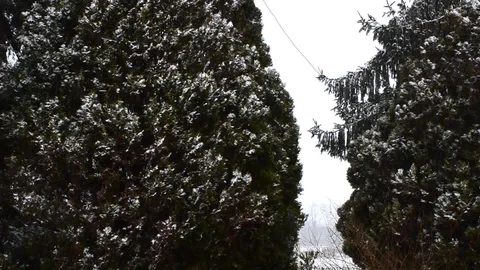 Snowfall in the forest park. Winter landscape in snow-covered park. Stock Footage 86476456