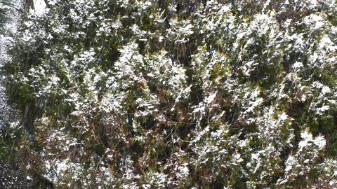 Snowfall in the forest park. Winter landscape in snow-covered park. Stock Footage 86477421