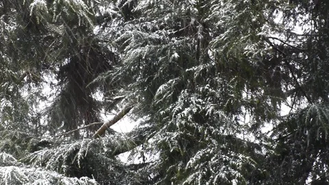 Snowfall in the forest park. Winter landscape in snow-covered park. Stock Footage 86478133