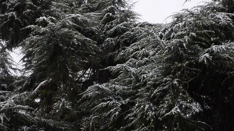 Snowfall in the forest park. Winter landscape in snow-covered park. Stock Footage 86479049