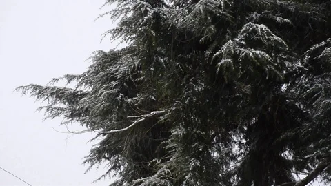 Snowfall in the forest park. Winter landscape in snow-covered park. Stock Footage 86479823