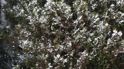 Snowfall in the forest park. Winter landscape in snow-covered park. Stock Footage 86480867