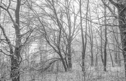 Snowfall in the forest Stock Photos