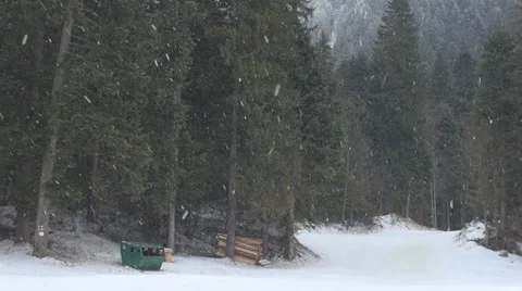 Snowfall forest pine fir mountain alps alpine snow fall winter white covered Stock Footage 31752466