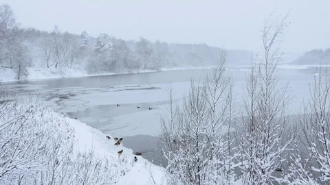 Snowfall on the forest river. Ducks on the water 스톡 동영상 85312664