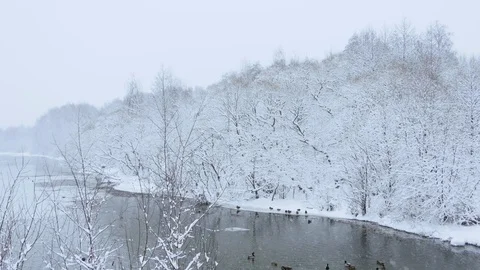 Snowfall on the forest river. Ducks on the water 2 Stock Footage 85313778