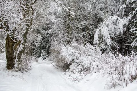 Snowfall Forest Scene Cold Winter Weather Snowy Trees Landscape Stock Photos