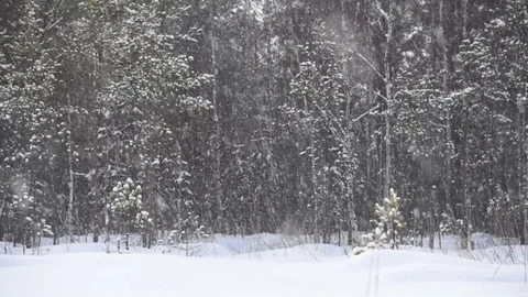 Snowfall in the forest slowmotion Video stock 85439146