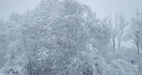 Snowfall in the forest, snow-covered tree branches against a white sky Stock Footage 151924093