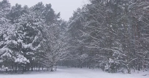 Snowfall in the forest, snowflakes in slowmotion Stock Footage 152850674