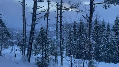 Snowfall in the forest Snowy forest Stock Photos