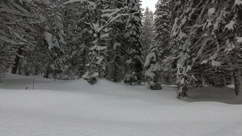 Snowfall in the Forest Spruce Covered With Snow Stock Footage 101637654