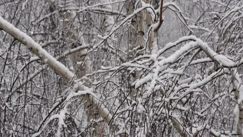Snowfall in the forest. Tree branches in the snow. Nature 4K Stock Footage 173710036