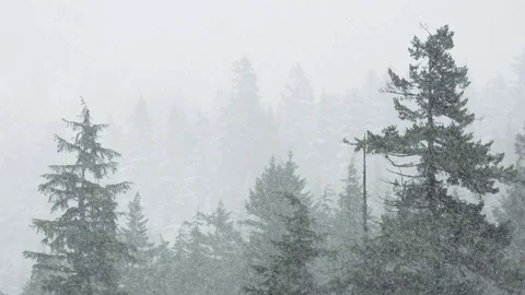Snowfall in forest tree tops Stock Footage 78453249