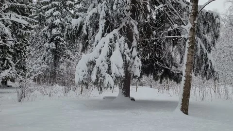 Snowfall in the forest. Trees in the snow. Nature Panoramic 4K Video stock 174213706