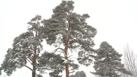 Snowfall in the forest in winter against the background of pine trees Stock Footage 337192371