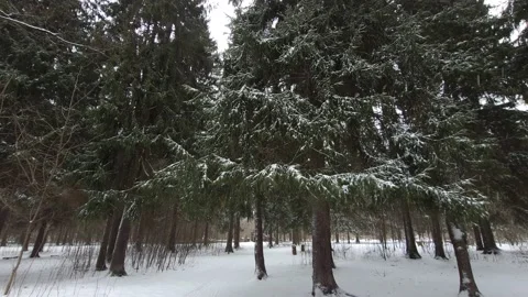 Snowfall in the forest in winter. Nature 4k Stock Footage 172493072