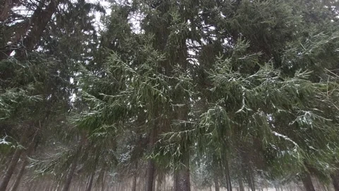 Snowfall in the forest in winter. Nature 4k Video stock 172493076