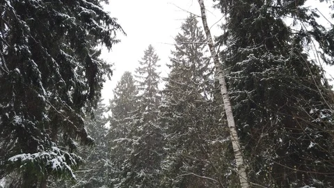 Snowfall in the forest in winter. Snow covered branches. Video stock 127572086