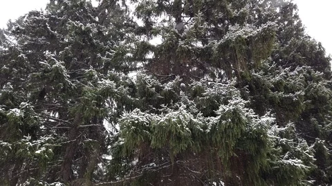 Snowfall in the forest in winter. Trees in the snow. Stock Footage 127567512