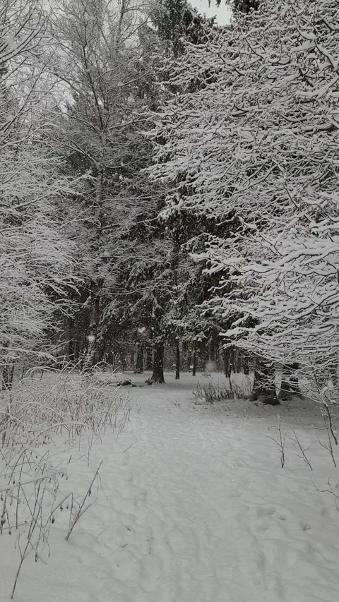 Snowfall in the forest in winter. vertical video Video stock 296691954