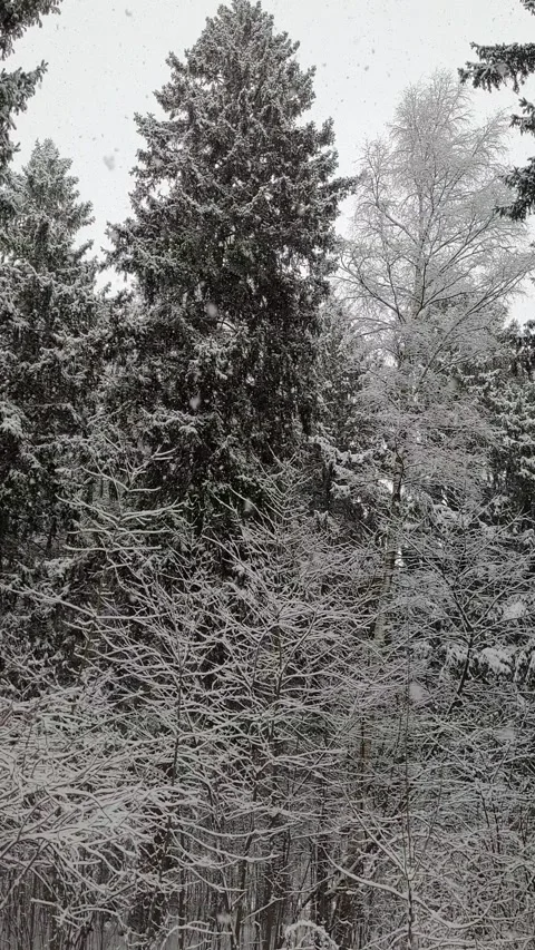Snowfall in the forest in winter. vertical video Video stock 296692475